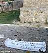 Immagine n. 30