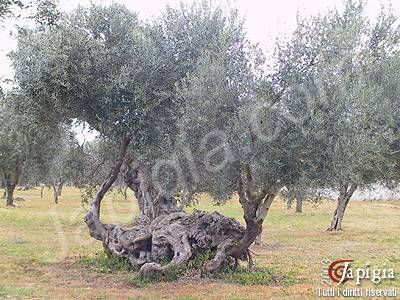 uliveto salentino