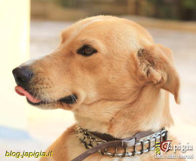 il nostro cane chiko