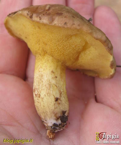 funghi 10 regole per mangiarli in sicurezza