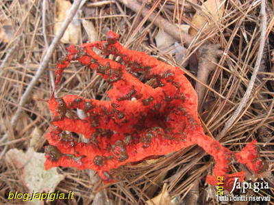 funghi 10 regole per mangiarli in sicurezza