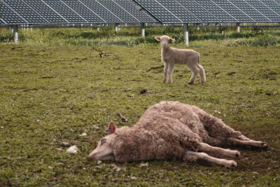 muoiono pecore e capre per gli impianti fotovoltaici