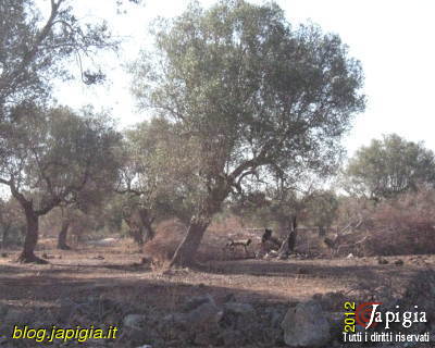 incendi e incuria